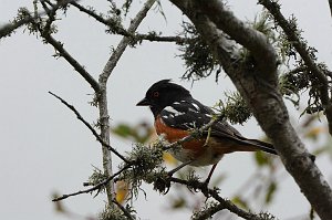 Towhee, Spotted, 2015-06111703 Montana de Oro State Park, CA